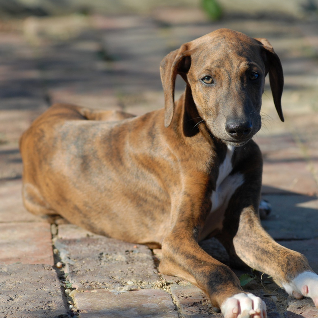 Молодой пес азавак