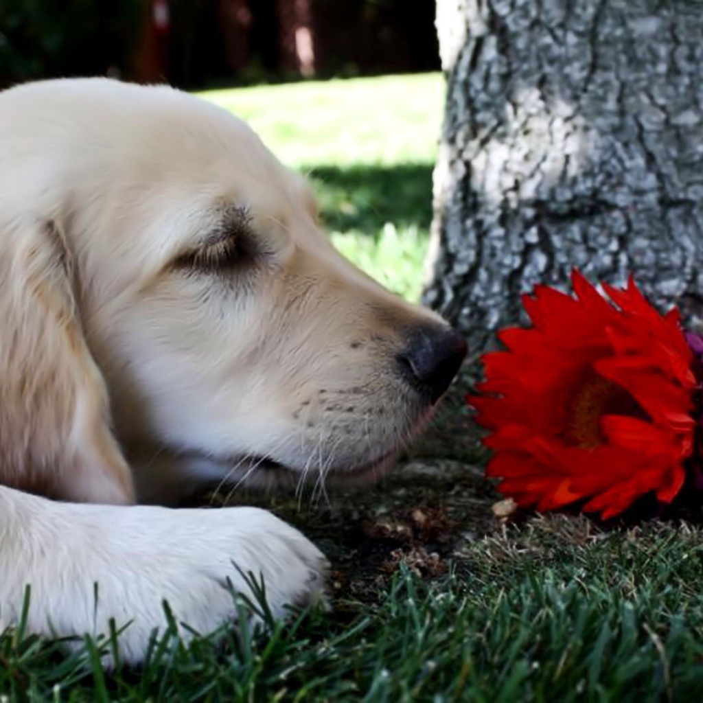 Собака нюхает цветок