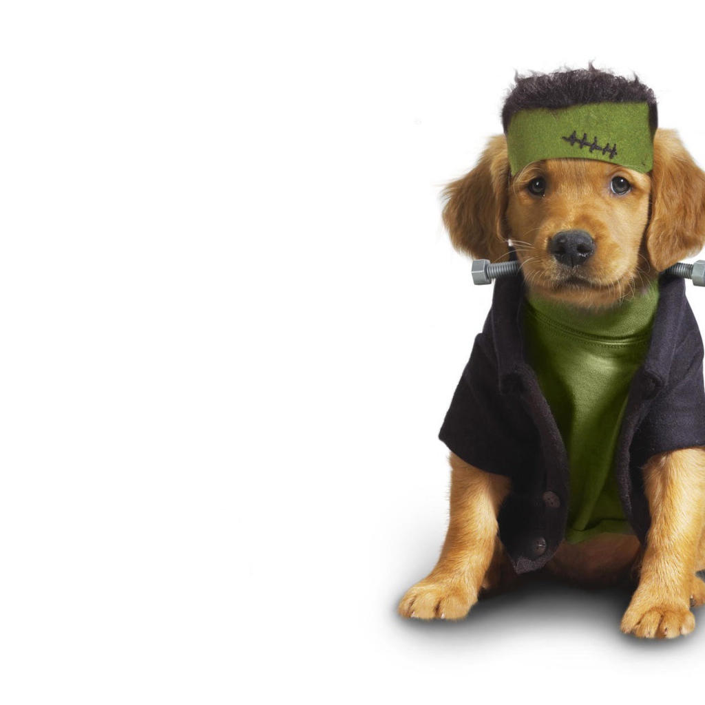Собака в одежде
