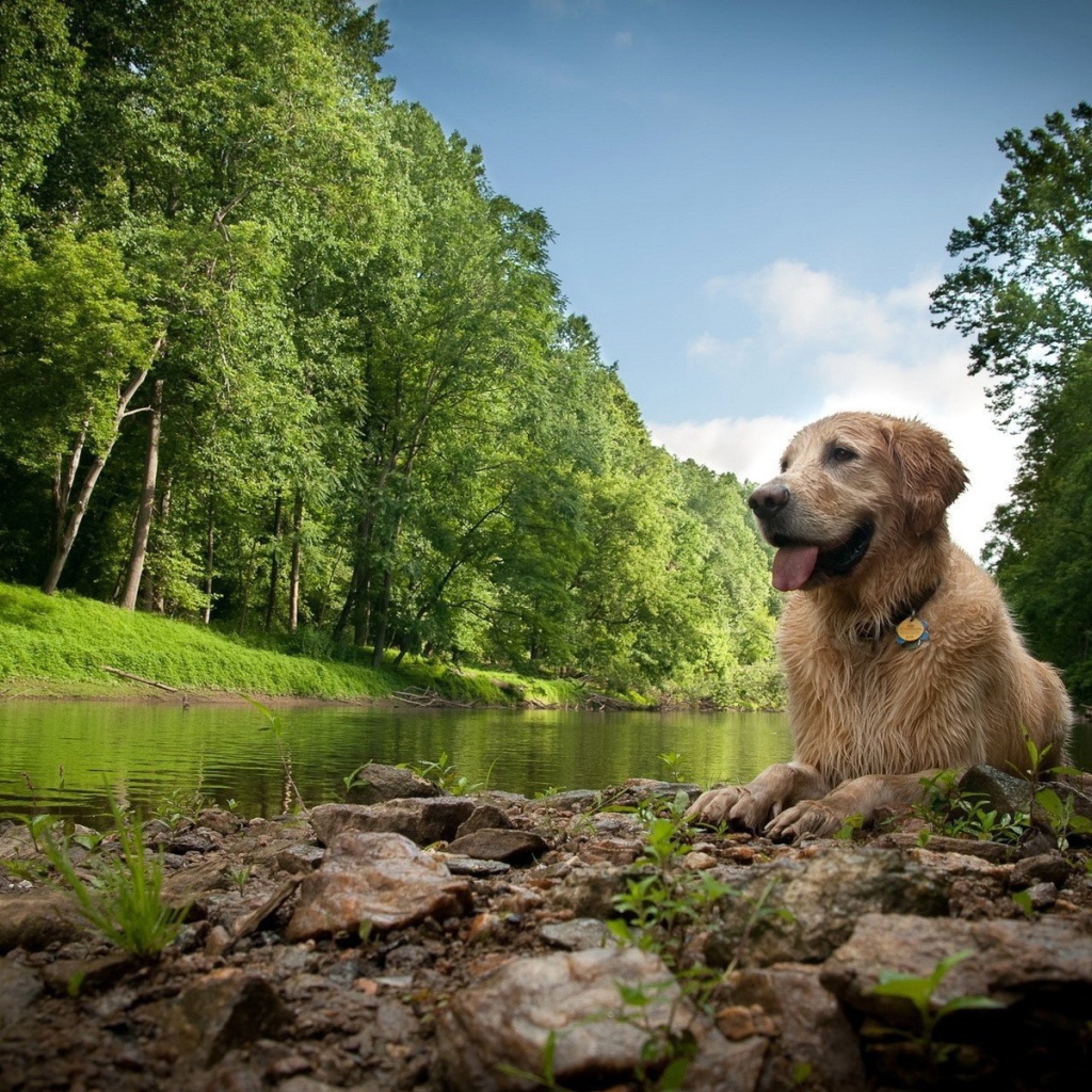 Собака лежит у реки