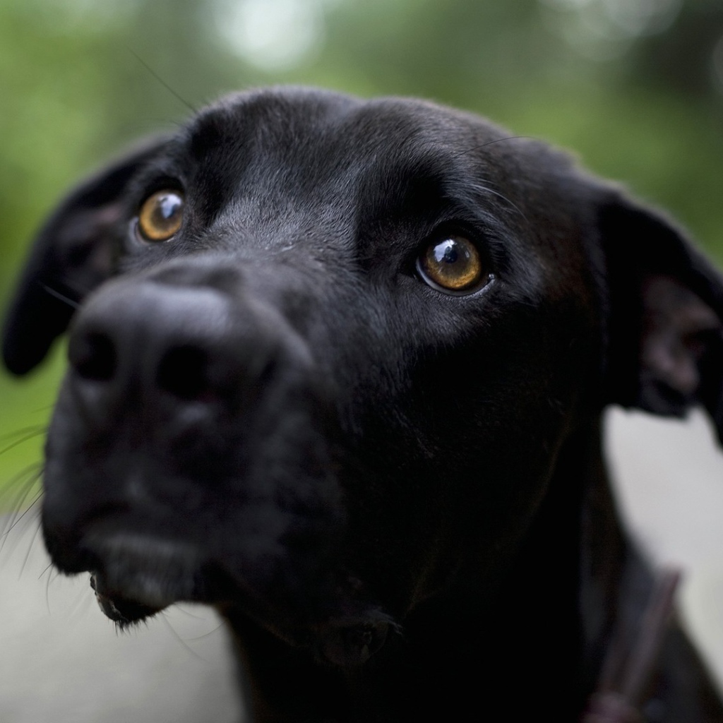 Грустная черная собака