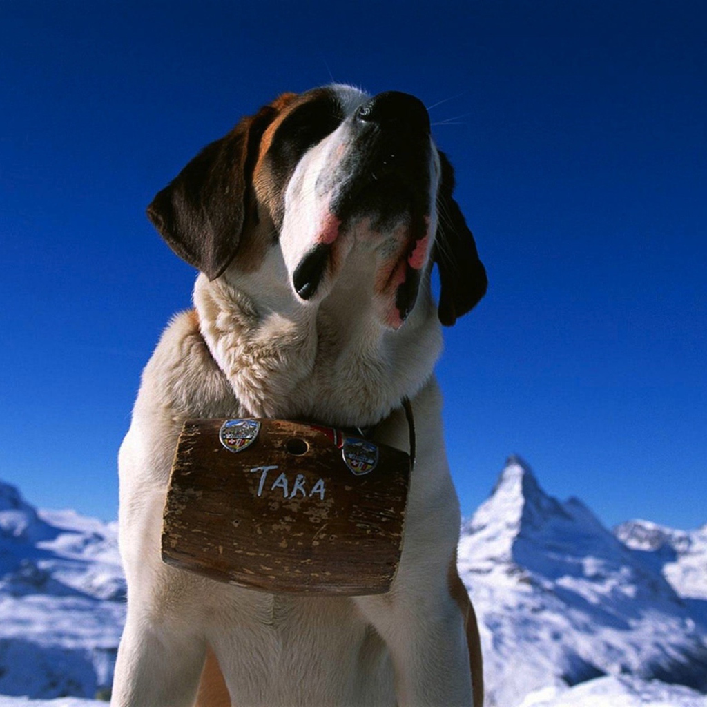 Собака горный спасатель