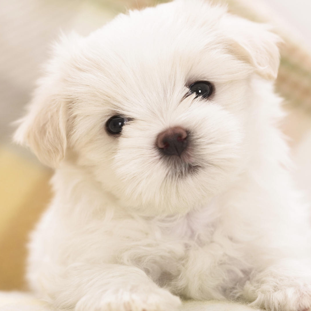 	  White puppy