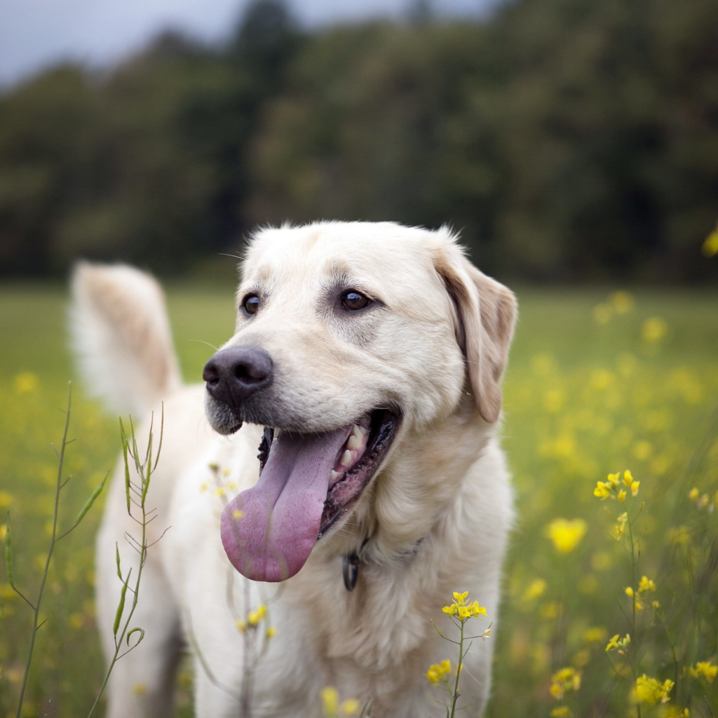 Собака на летнем поле