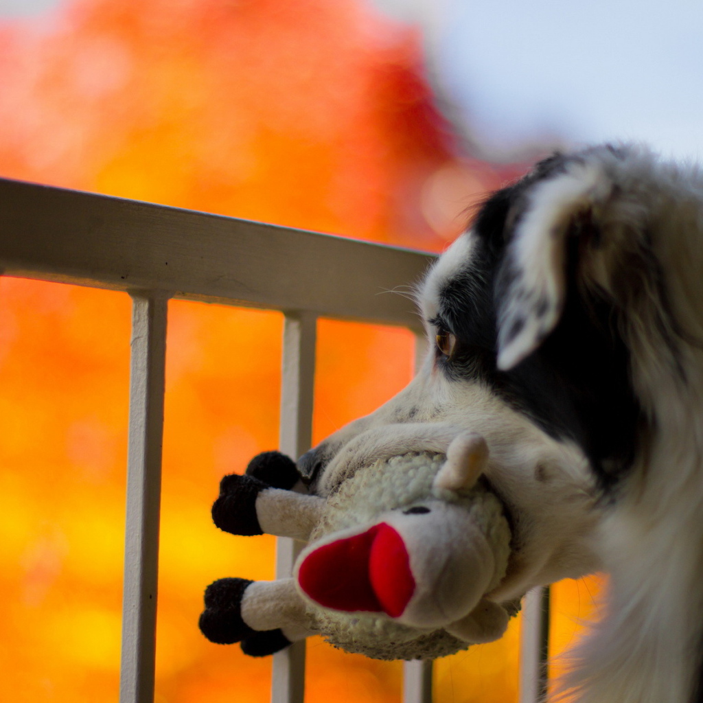 Собака с любимой игрушкой