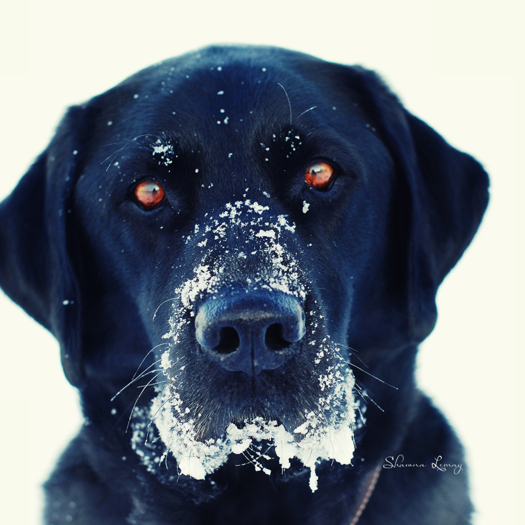 Черная собака в снегу