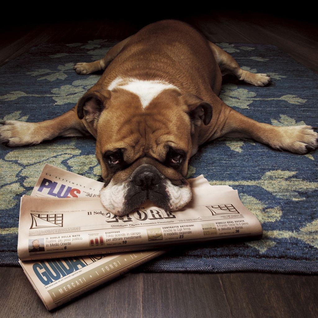 Бульдог начитался газет