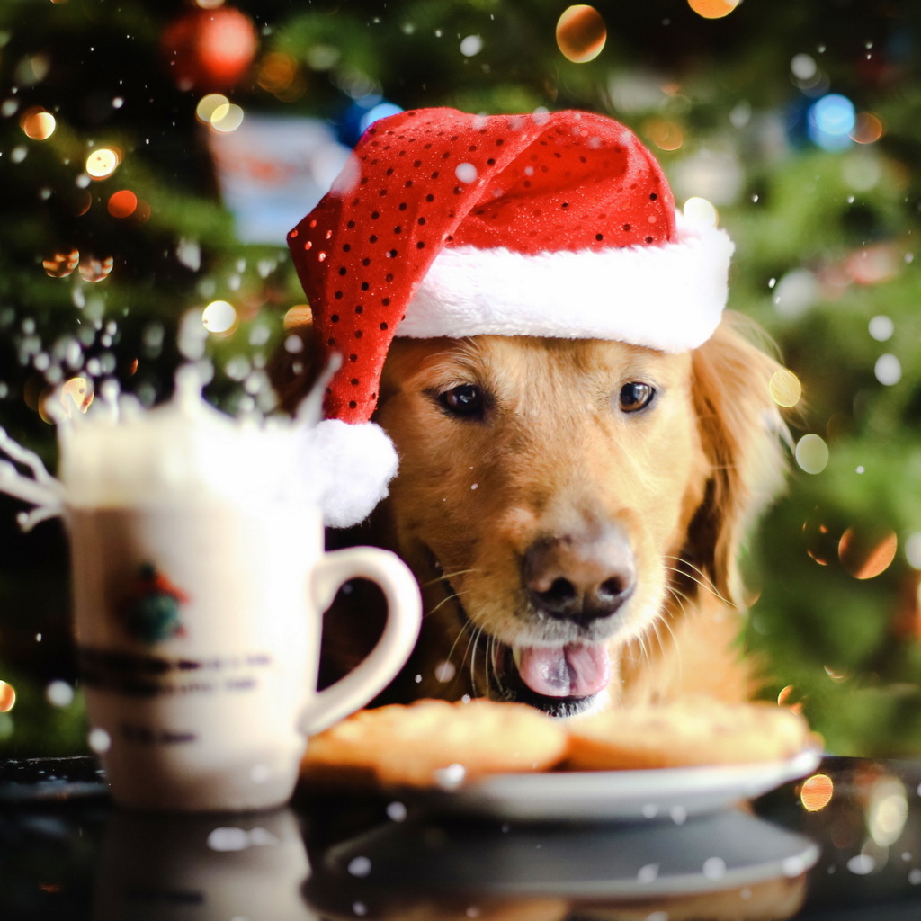 Новогодняя собака