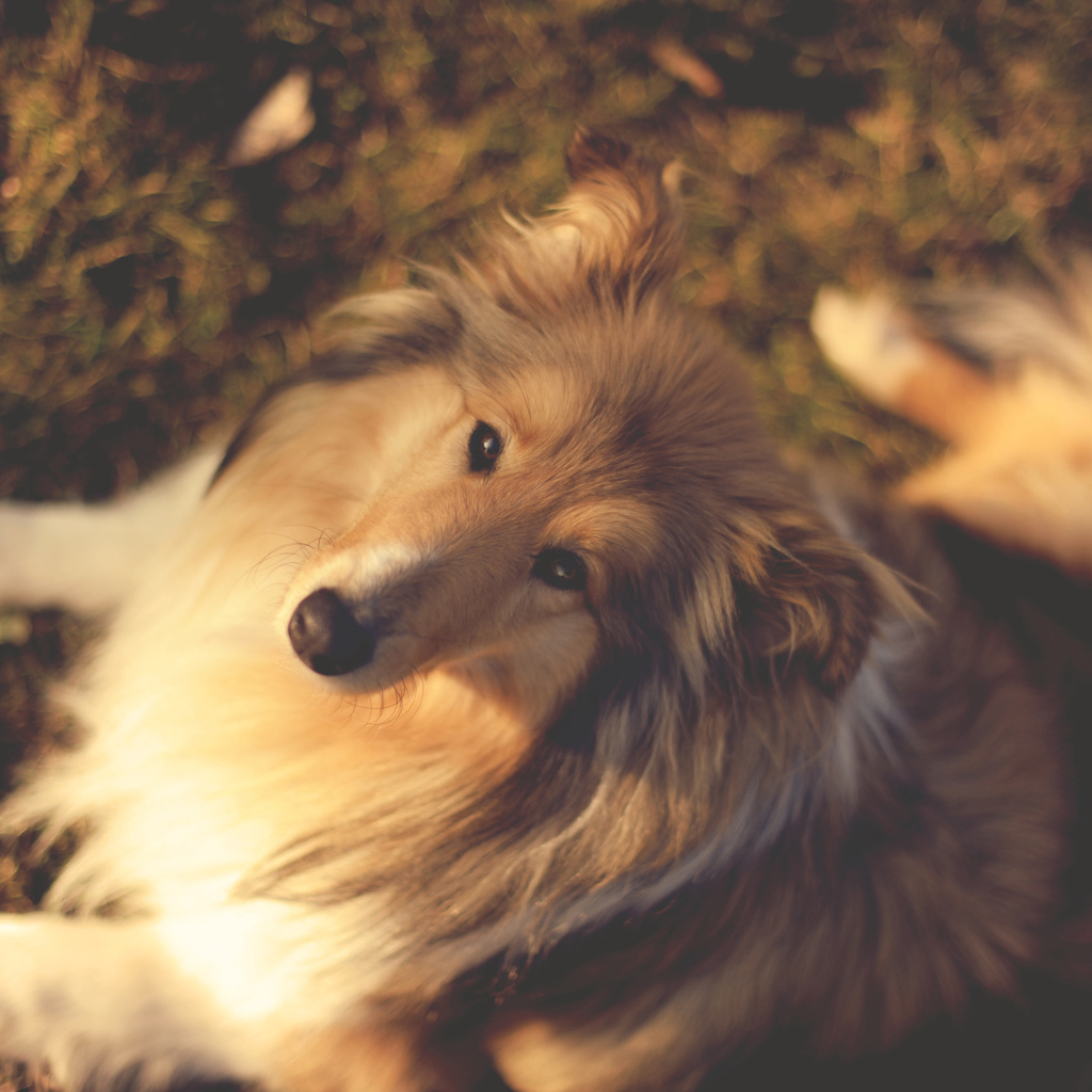 Колли сидит на земле