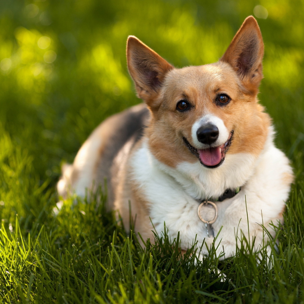 Преданный взгляд на хозяина