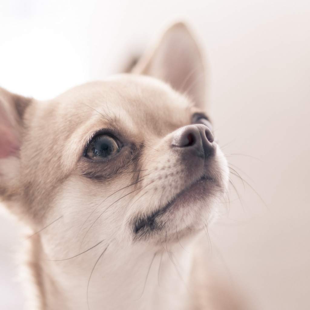 Собака Чихуахуа