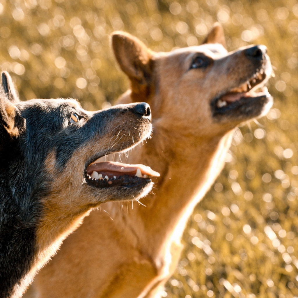 Собачий дуэт