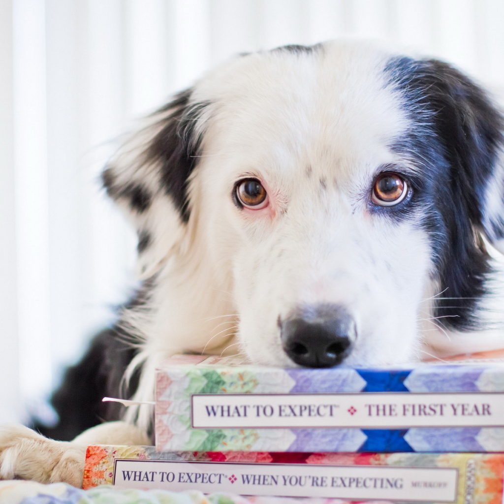 Собака с книгами