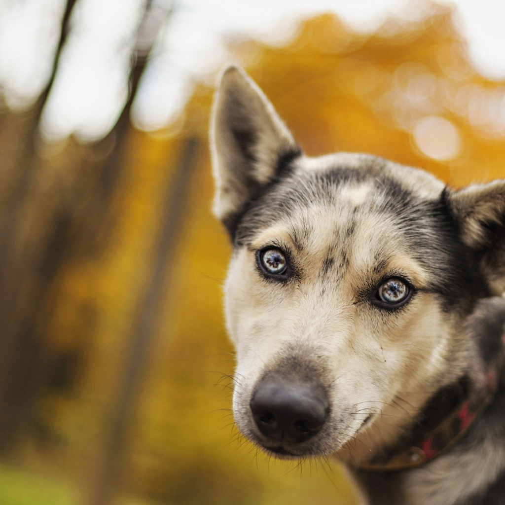 Собака с ошейником