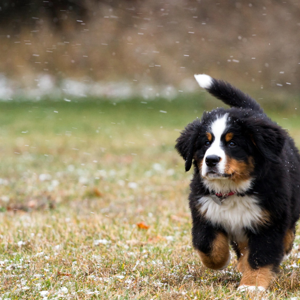 Собака на снежном поле