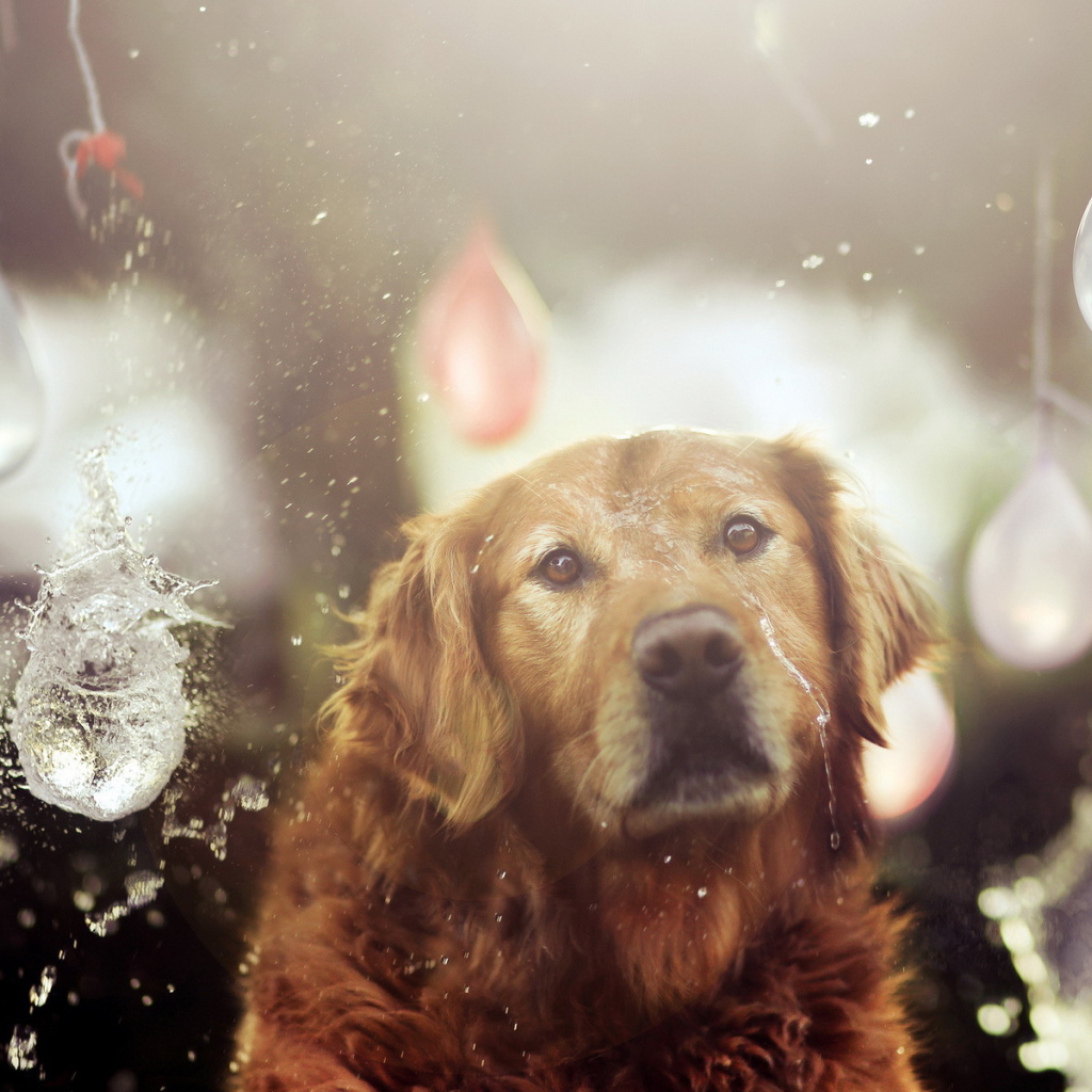 Собака на празднике