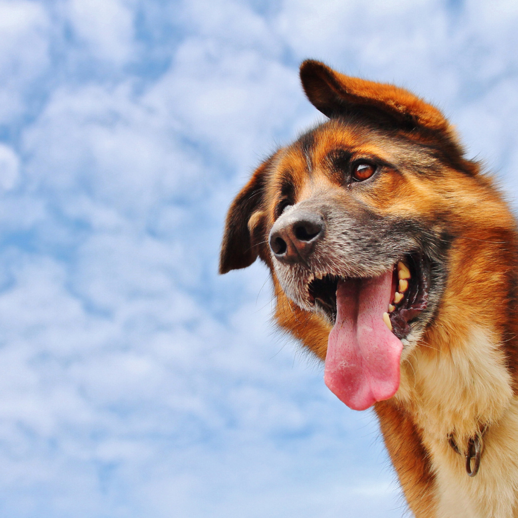 Собака высунула язык