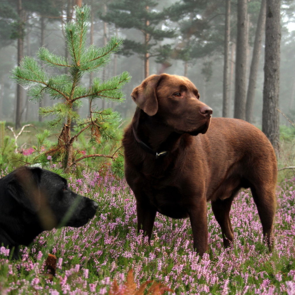 Собаки в лесу