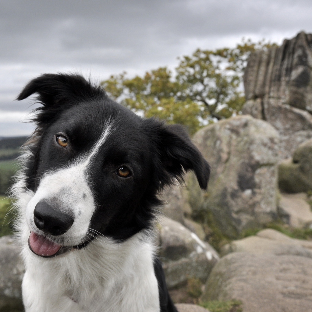 Дружелюбный взгляд