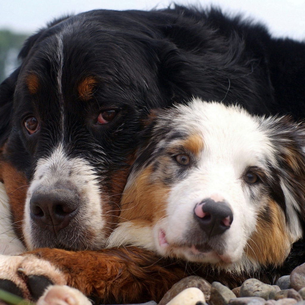 Друзья лежат на камнях