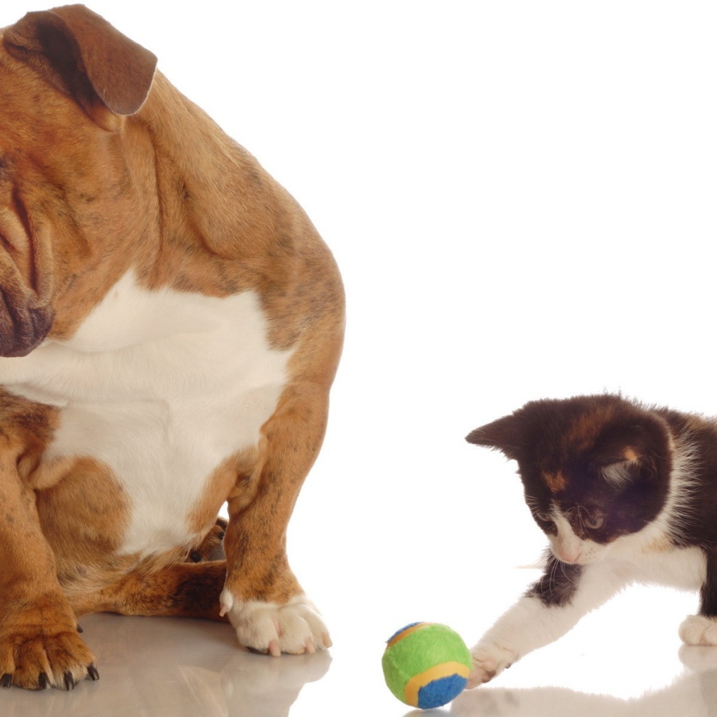 Котенок и собака