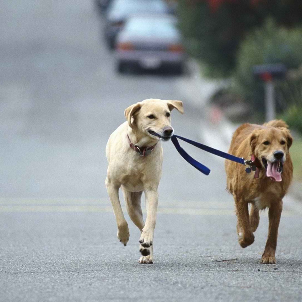 Лабрадор бежит по дороге