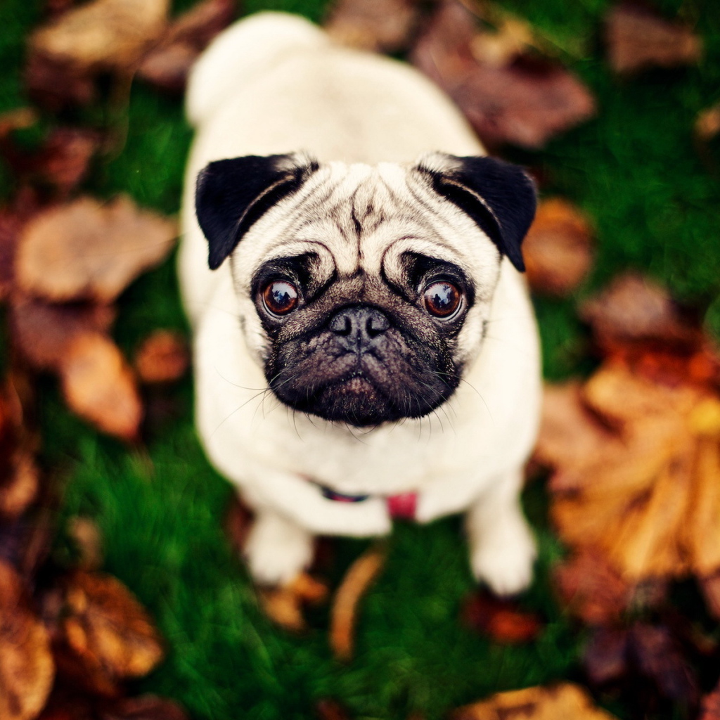 Мопс с круглыми глазами