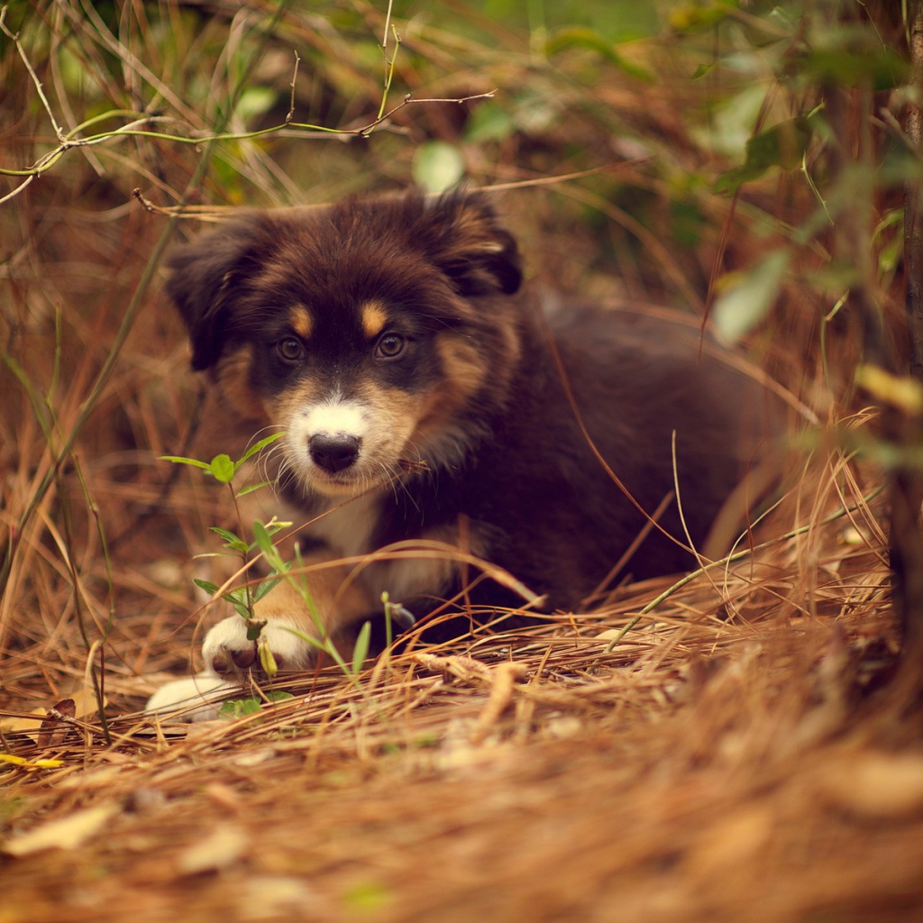 Щенок австралийского шефердса