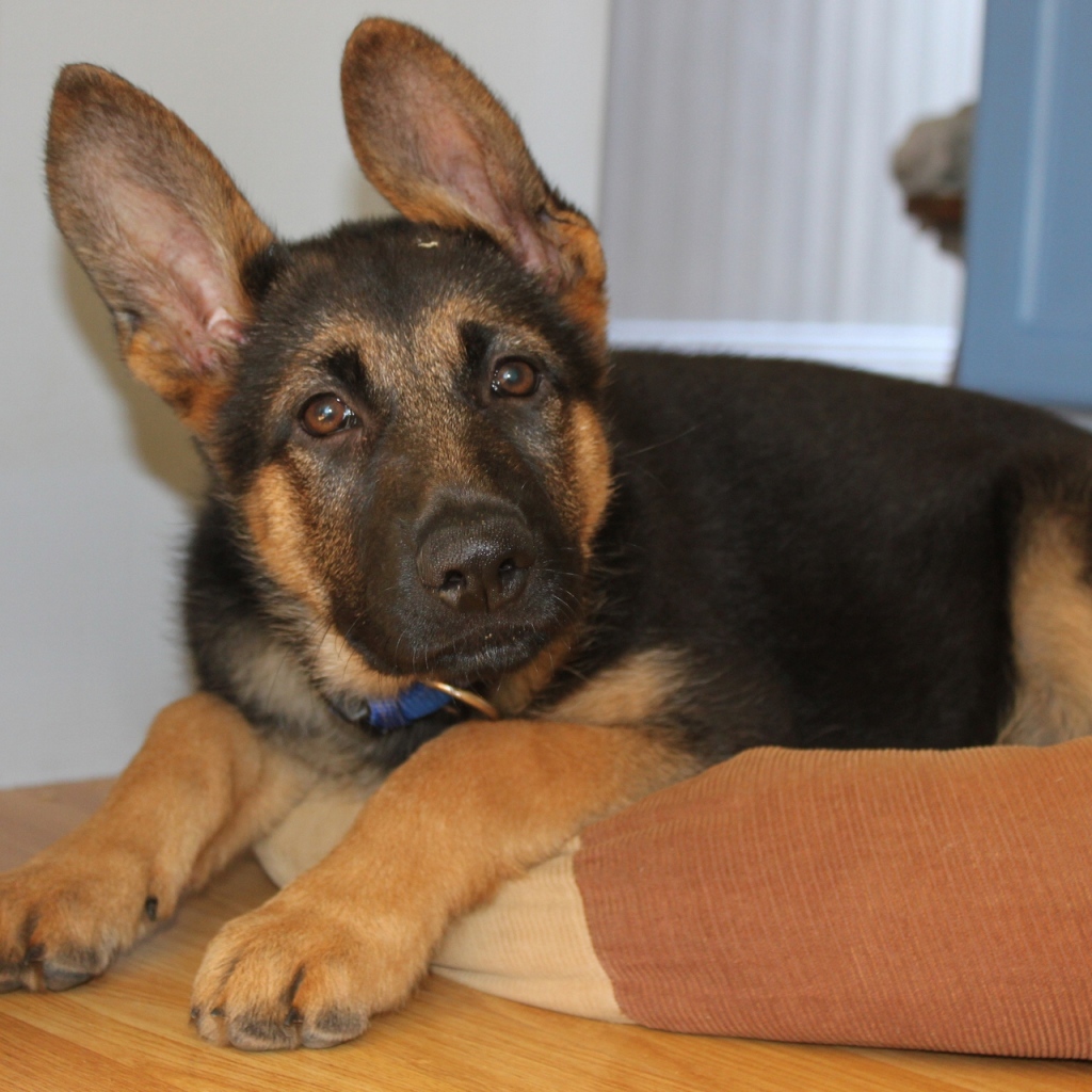 Щенок Немецкой овчарки