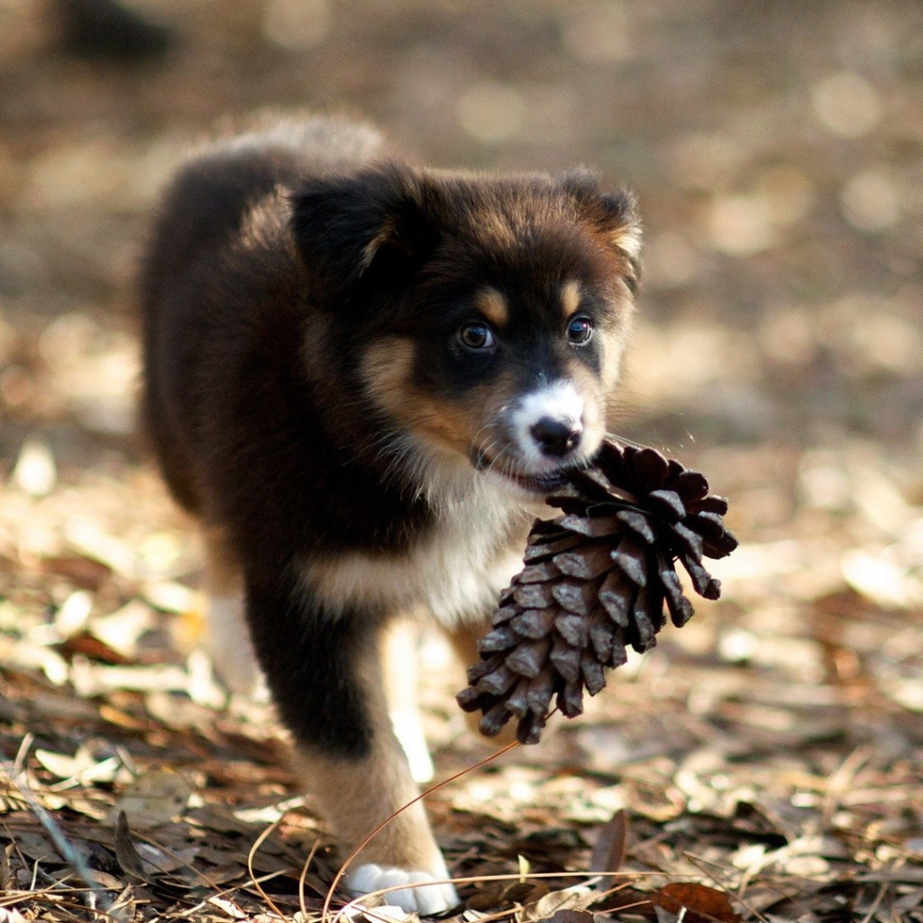 Щенок несет шишку