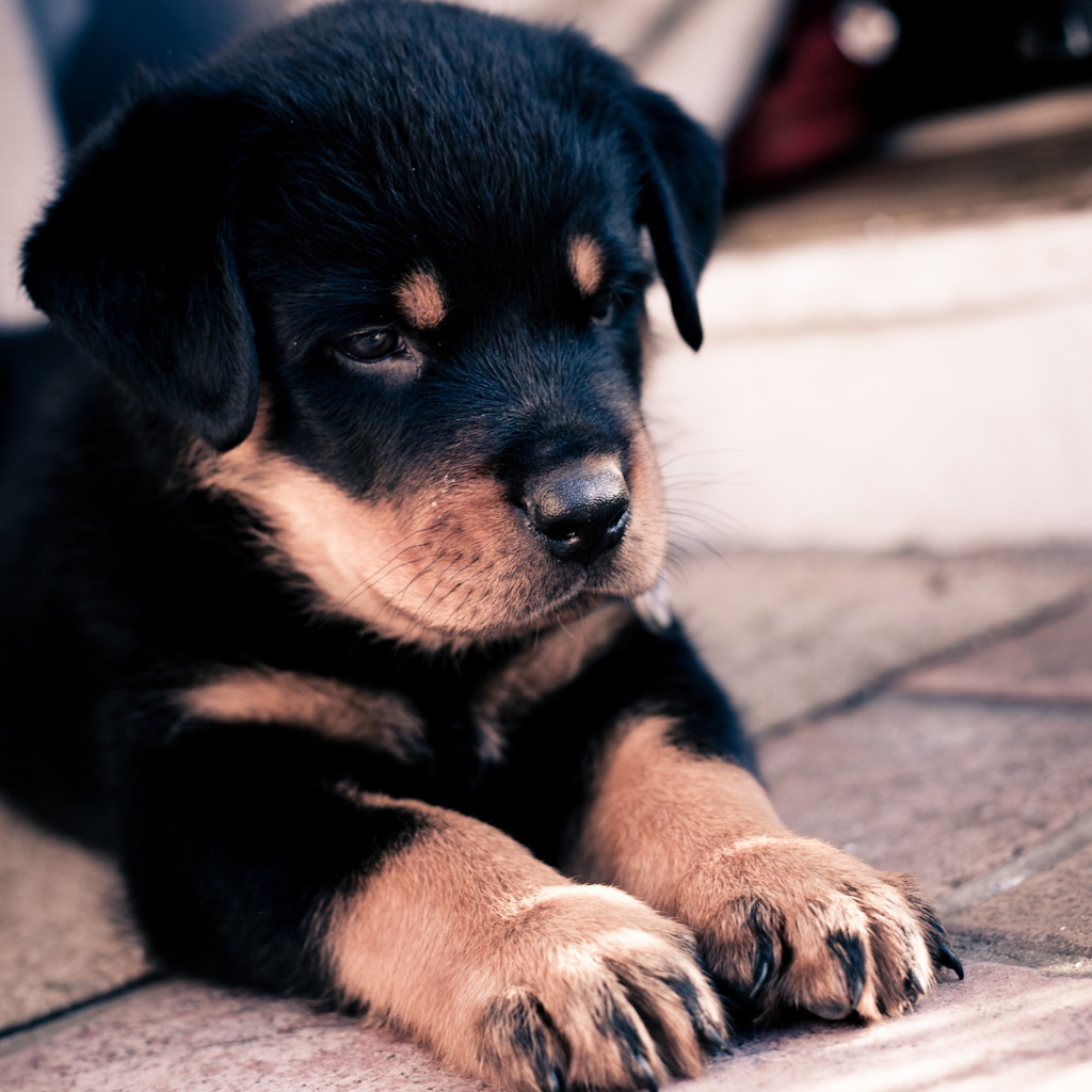 Щенок овчарки