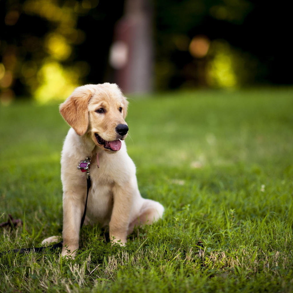 Щенок с поводком