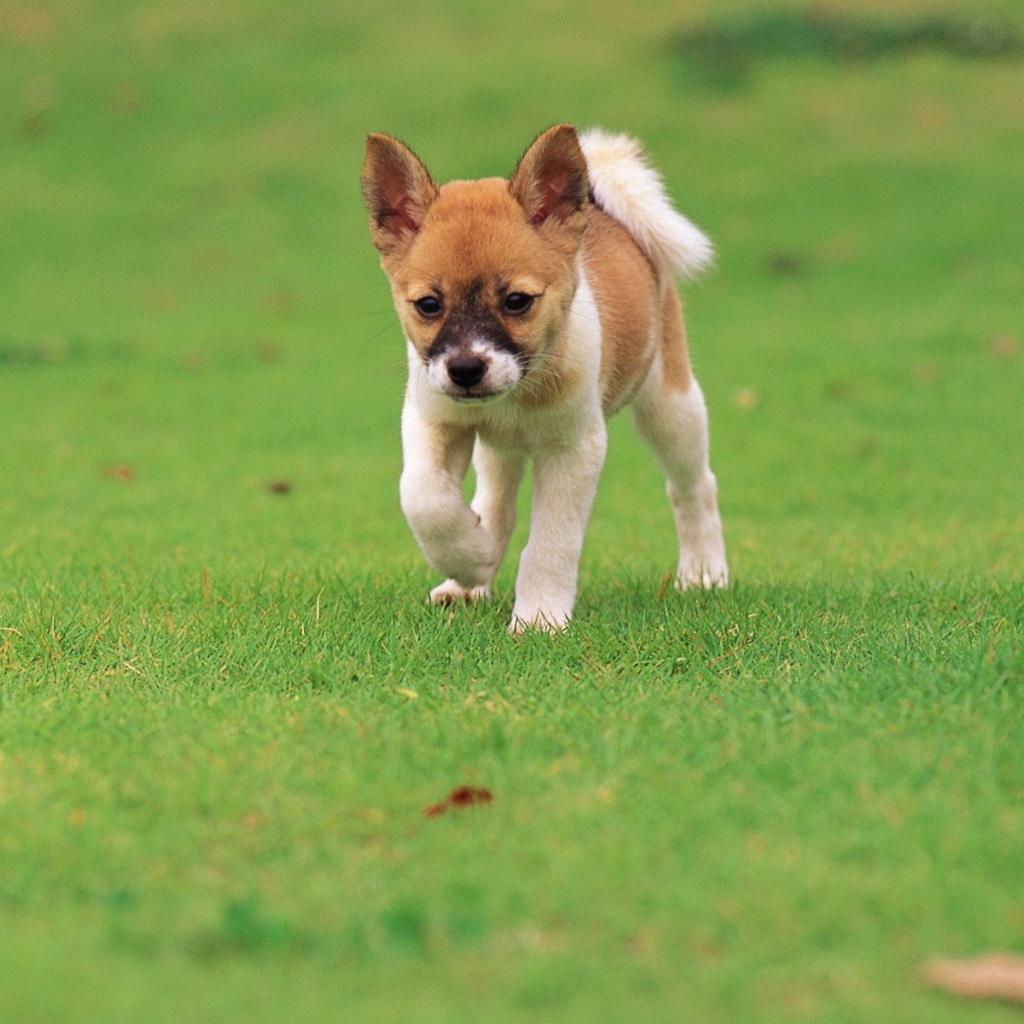 Щенок бежит по траве