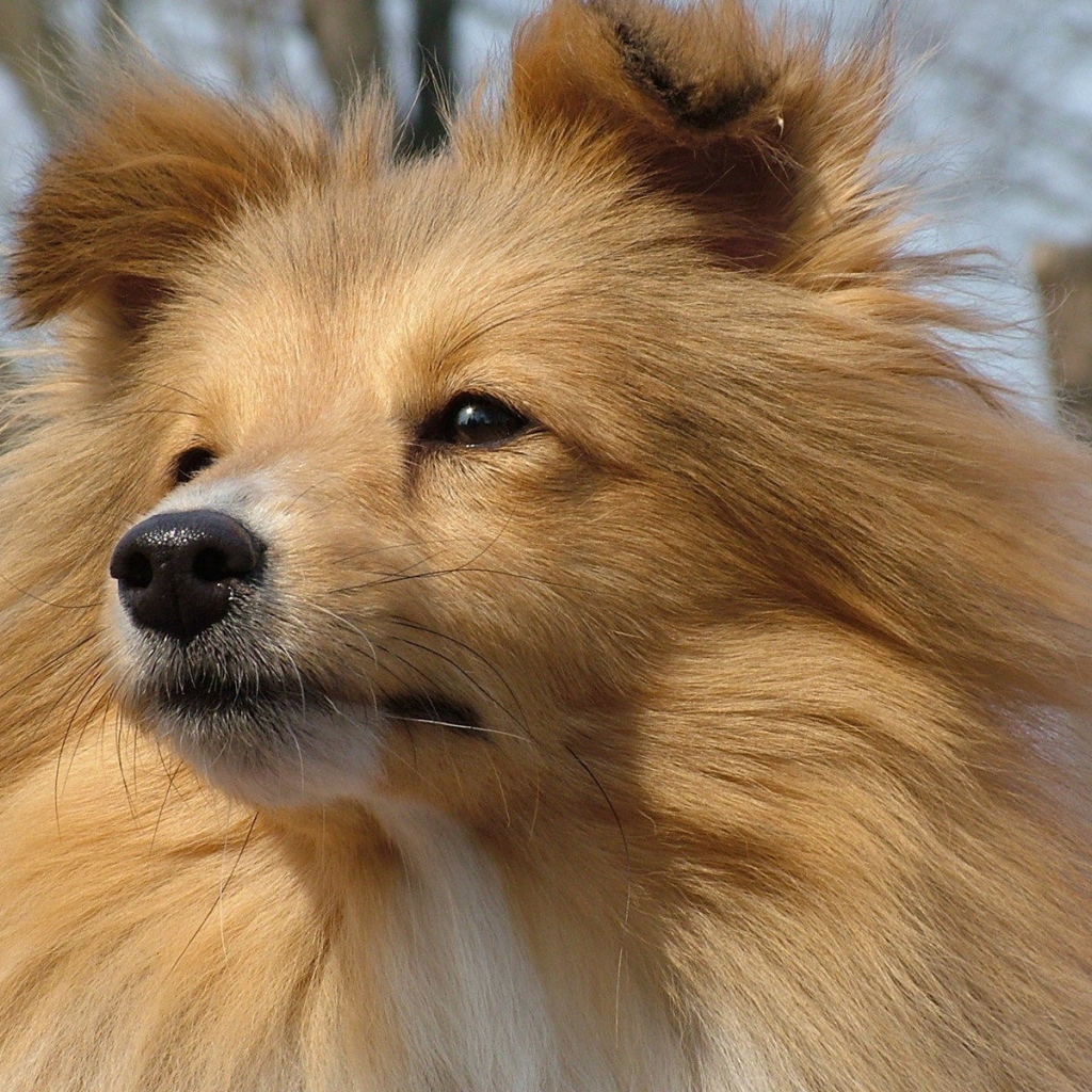 Рыжая лохматая собака