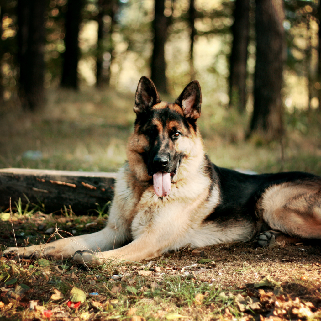 Овчарка лежит высунув язык