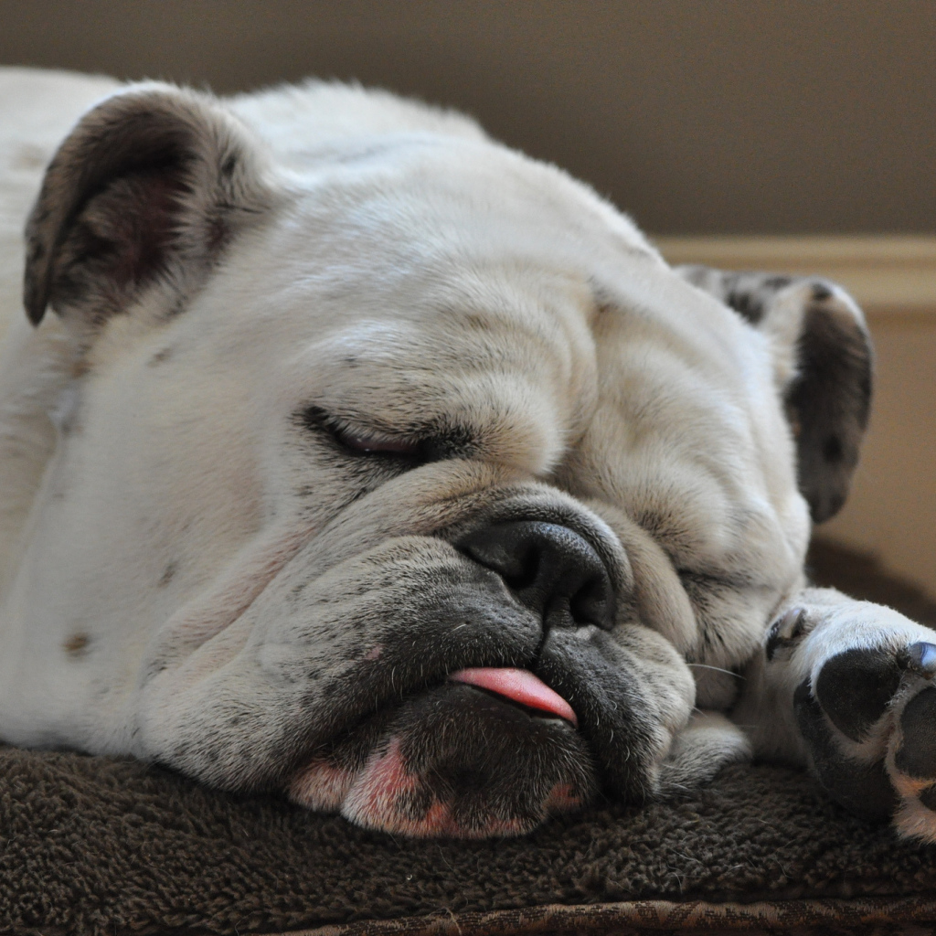 Спящий бульдог