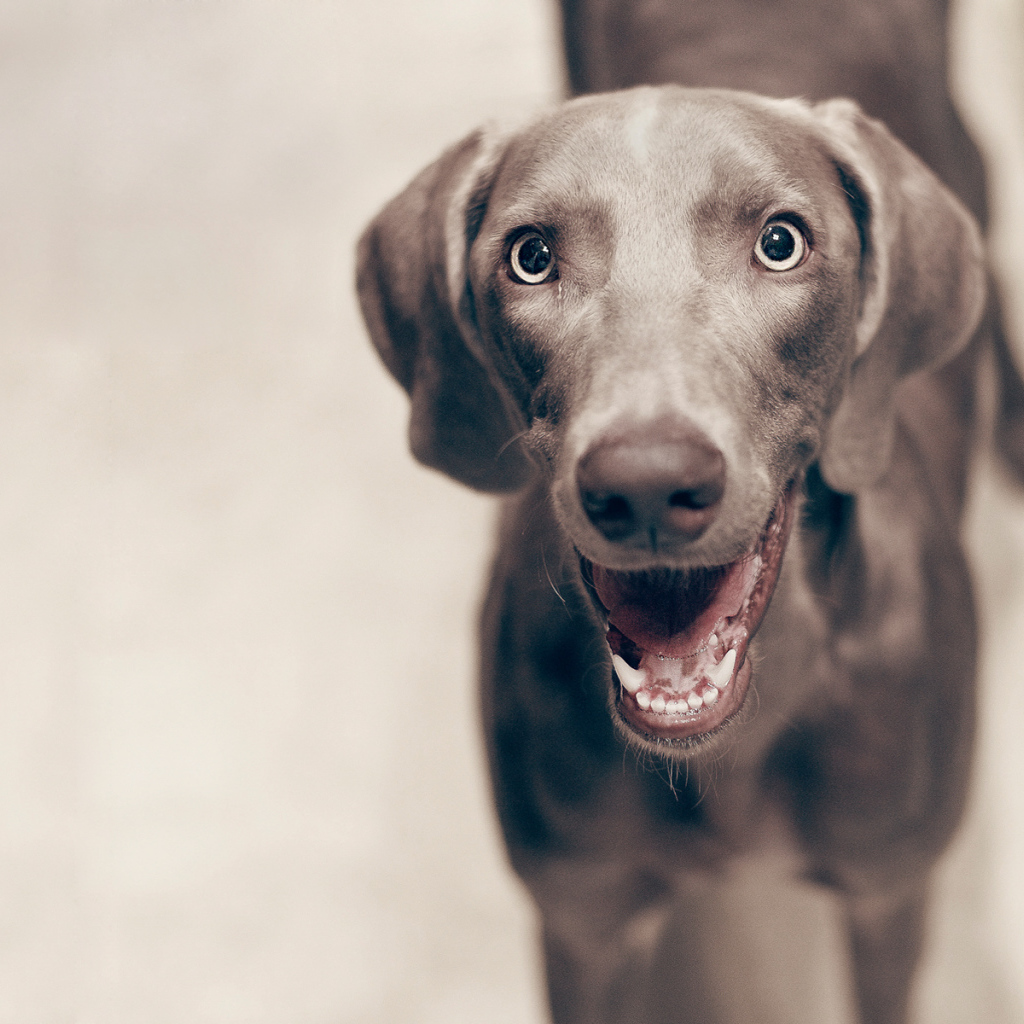 Улыбка собаки