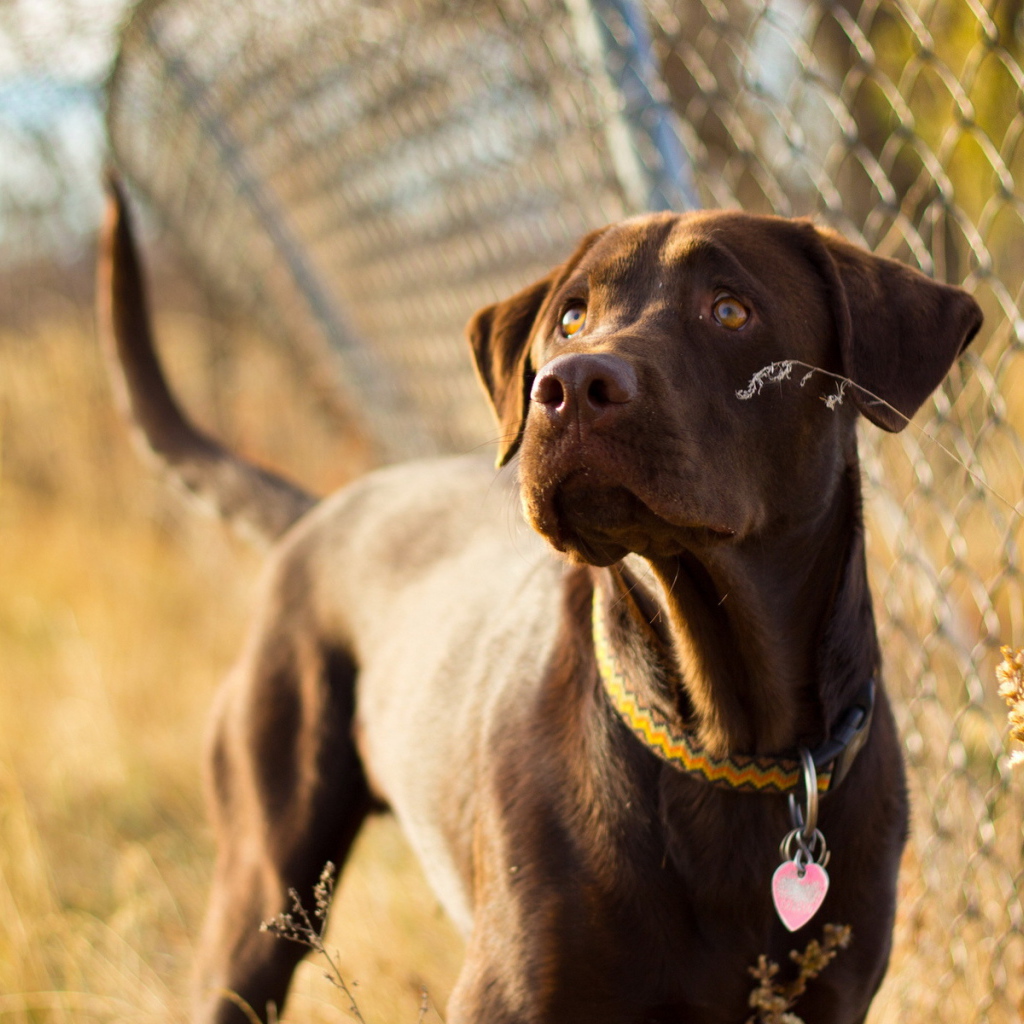 Собака у забора