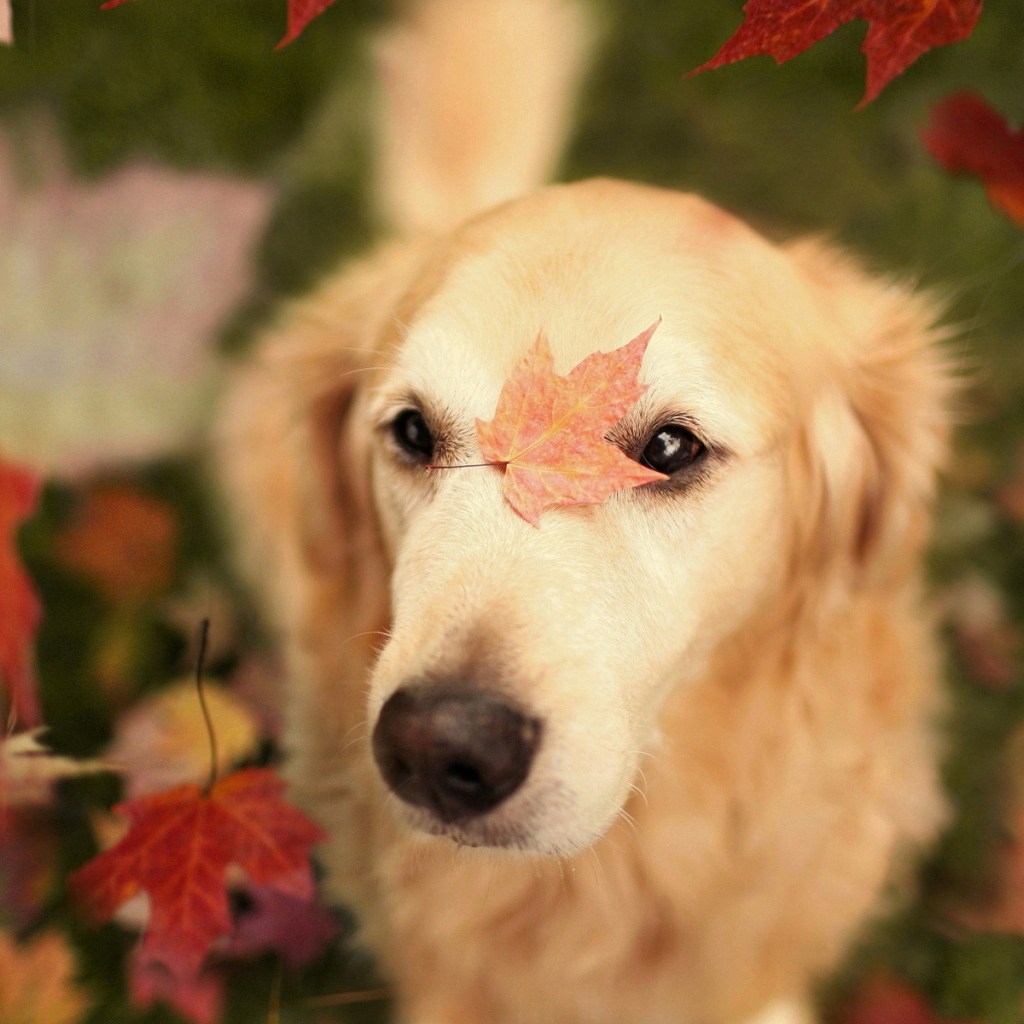 Собака в осеннем лесу