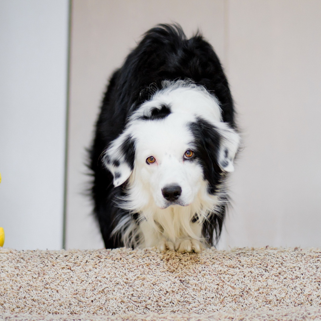 Собака в домике