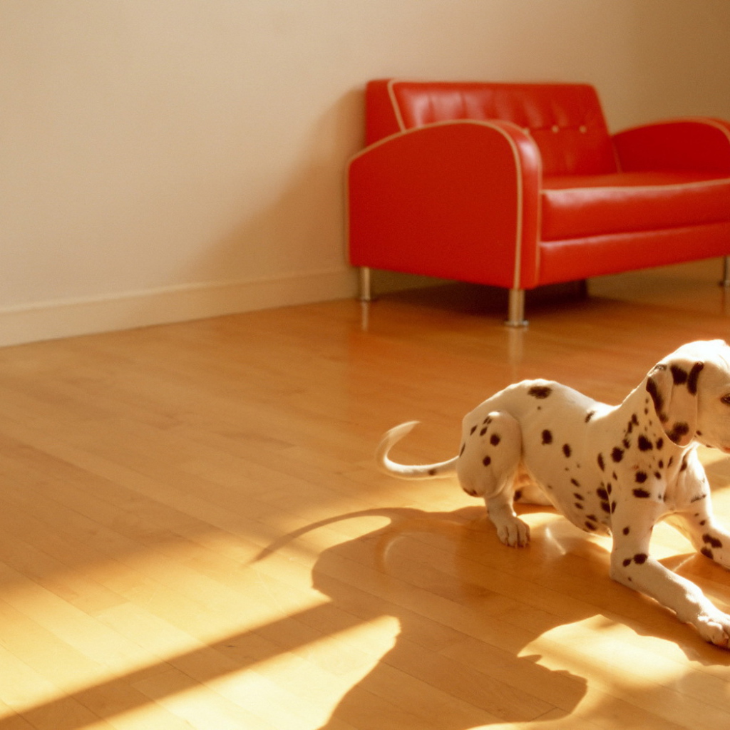 Собака в комнате