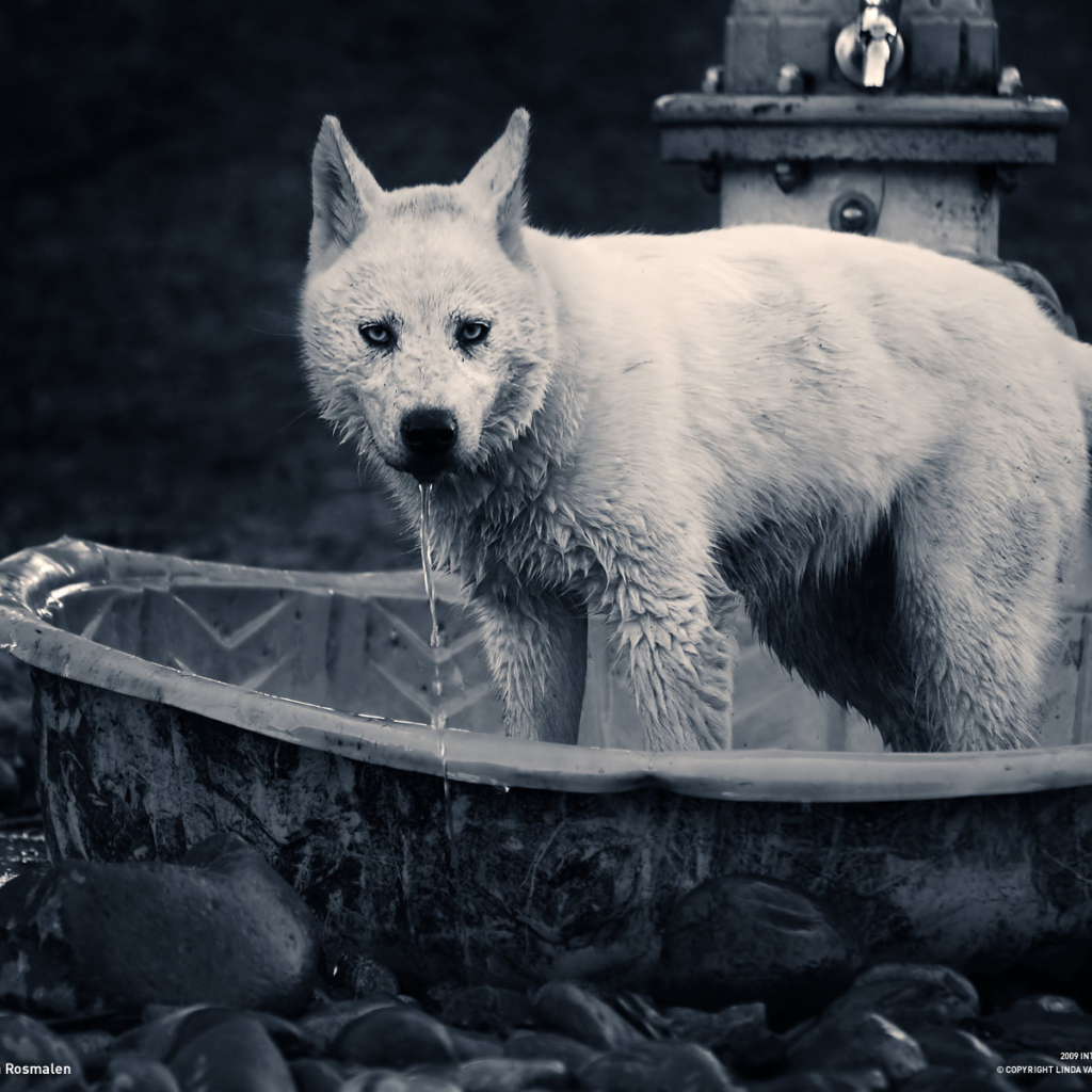 Собака в ванне