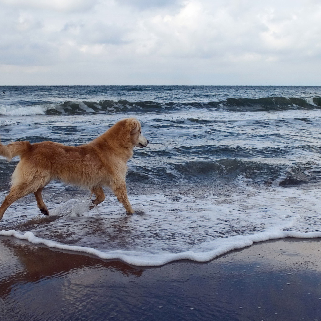 Собака на море