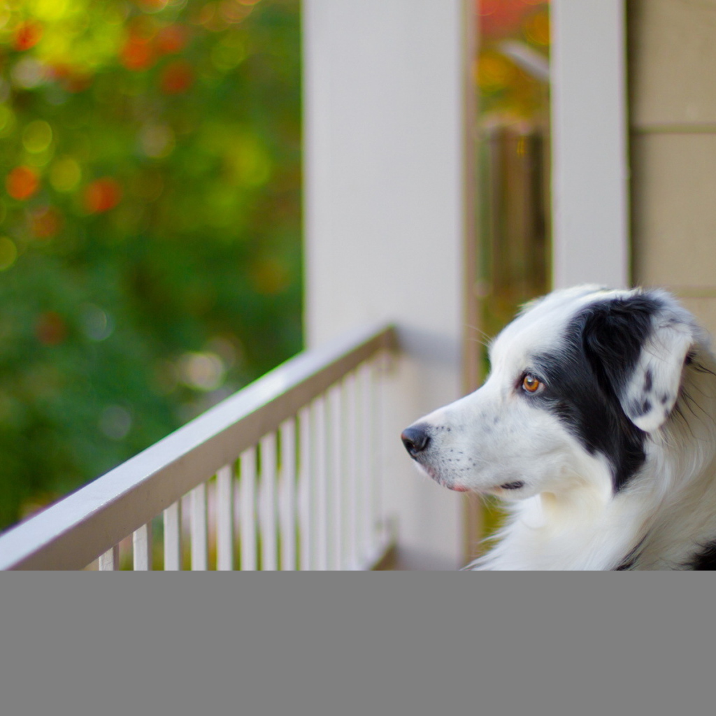 Собака на балконе