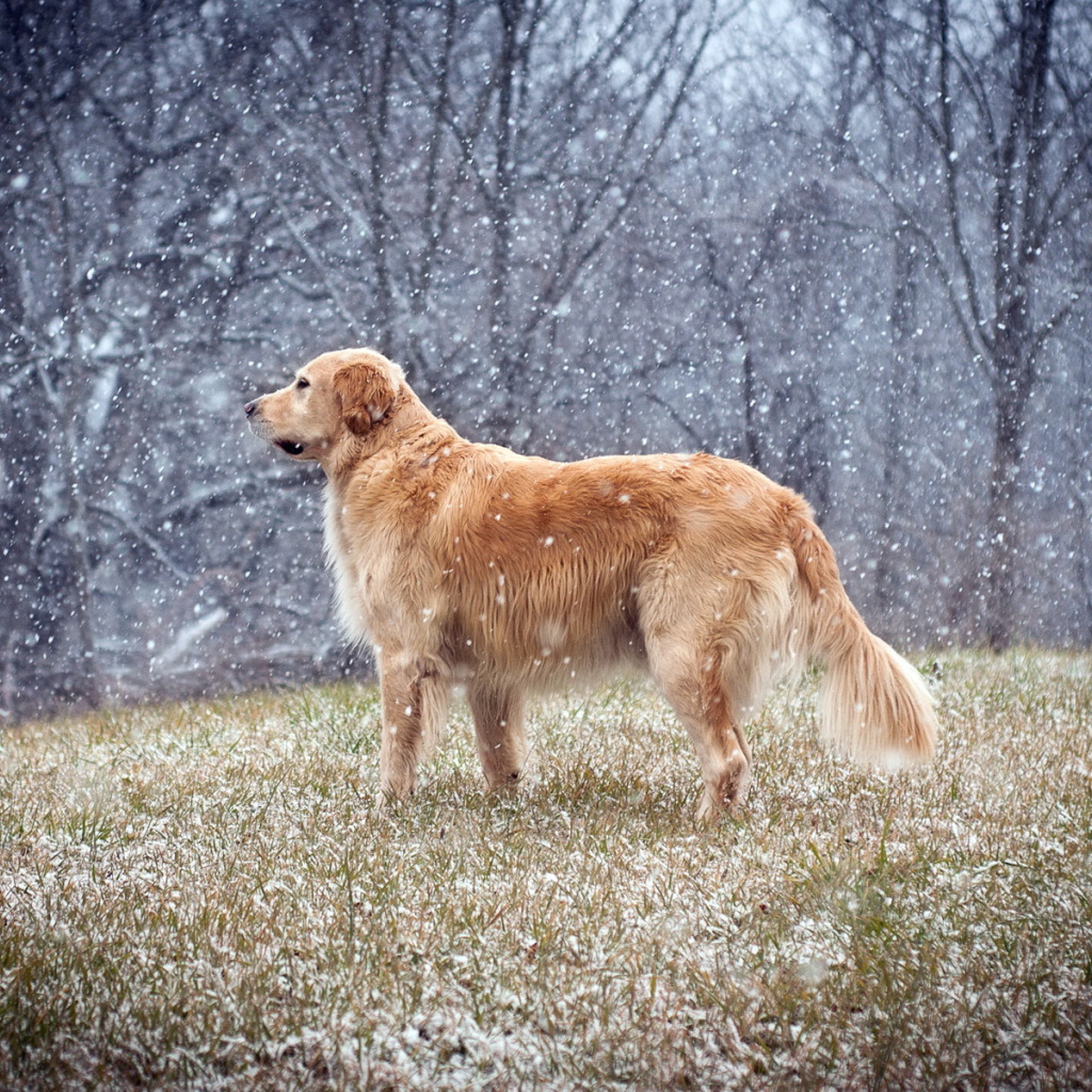 Собака на поле