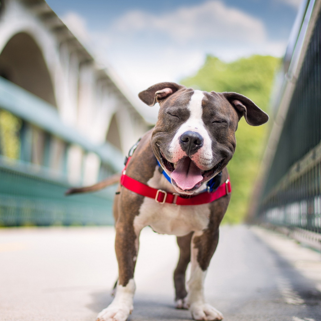 Собака улыбается