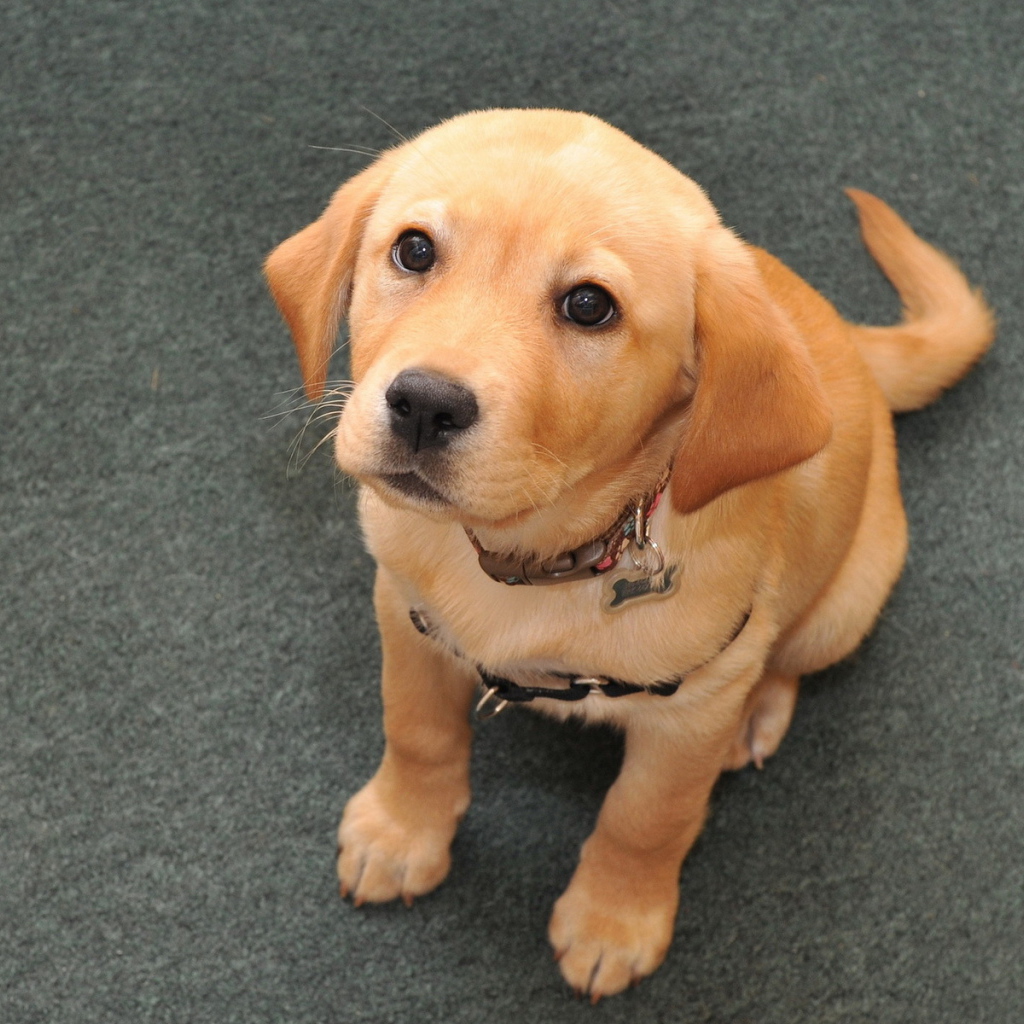 Взгляд преданной собаки