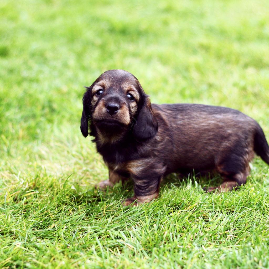 Щенок в зеленой траве