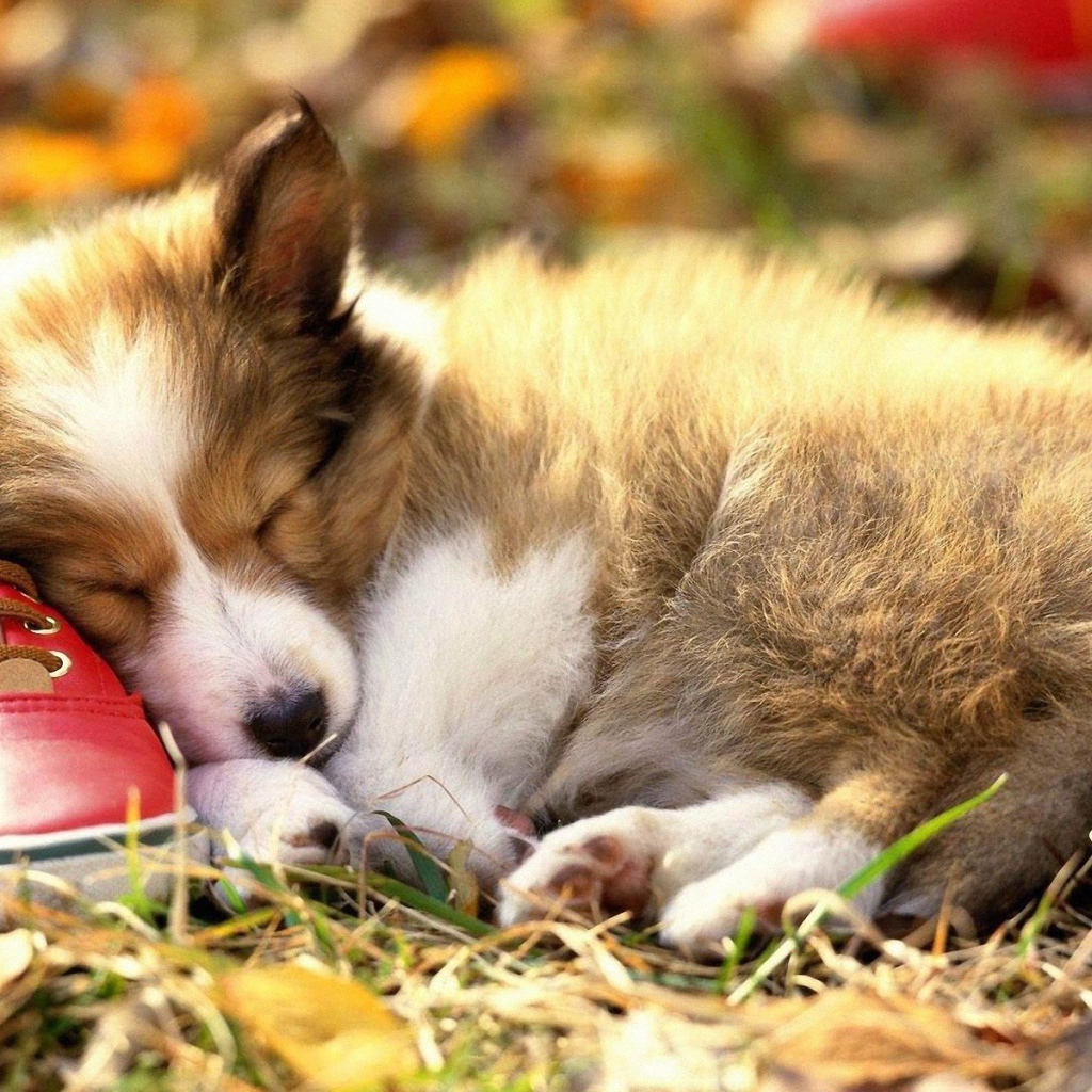 Щенок спит на ботинке