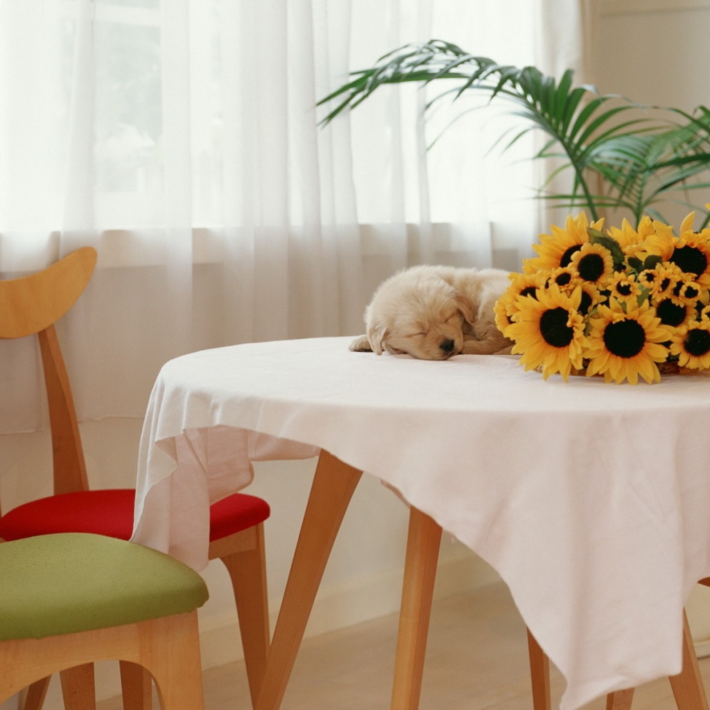 Щенок спит на столе